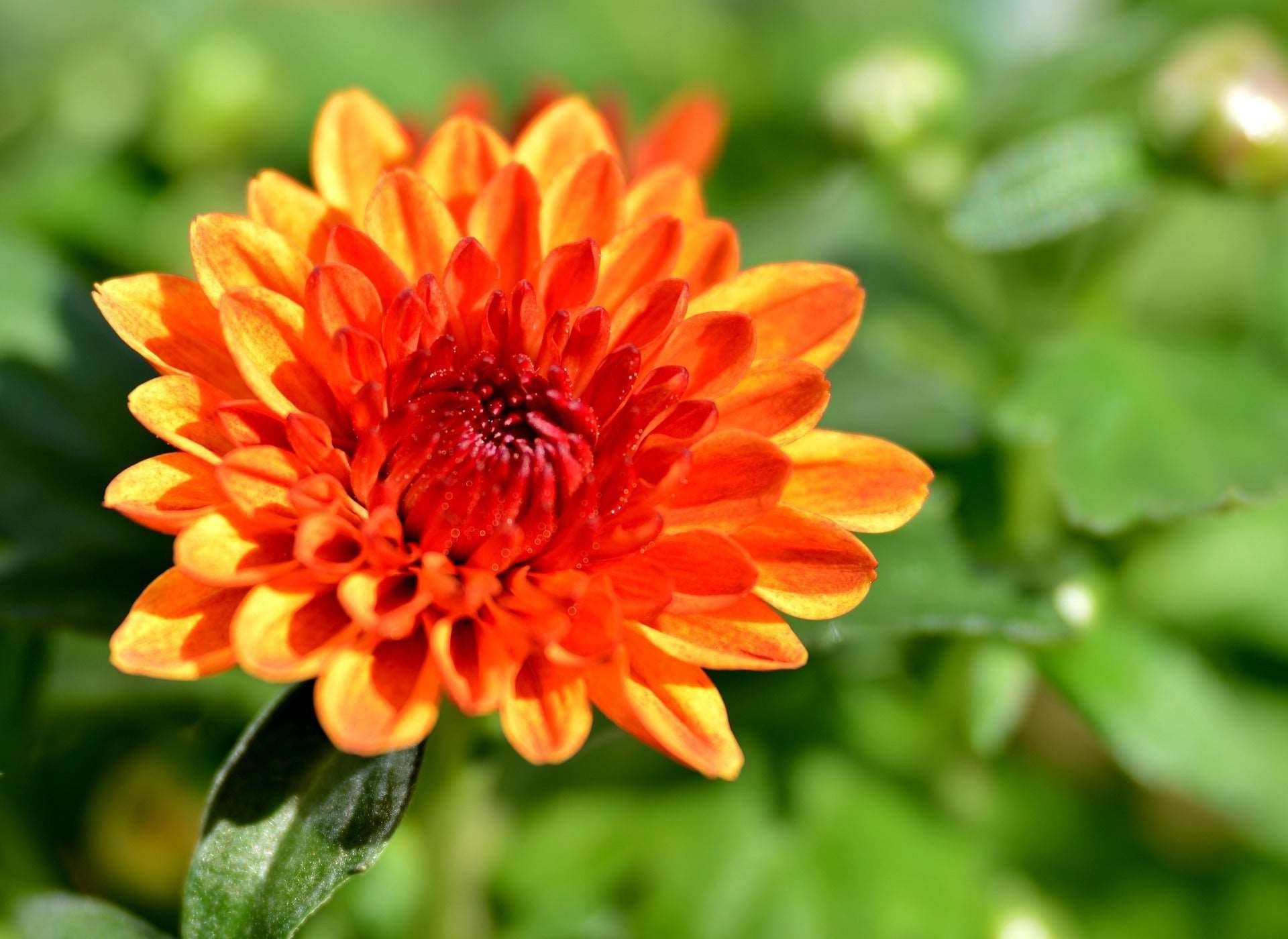 Chrysantheme Blumensamen zur Aussaat – leuchtend Blüten – Traditionssorte & ohne Gentechnik Samen Hausgarten