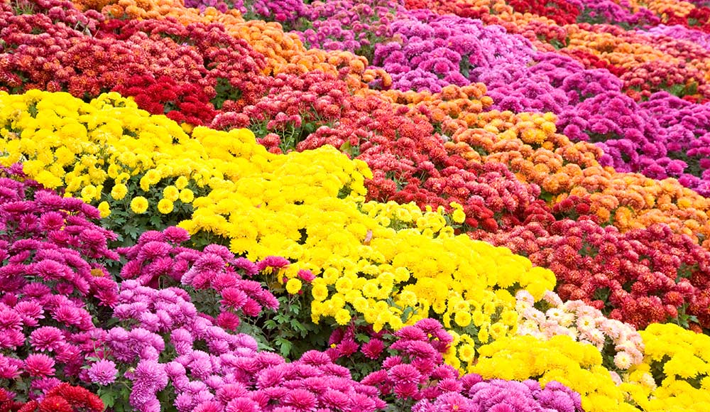 Chrysanthemum pflanzen wachsend in töpfen