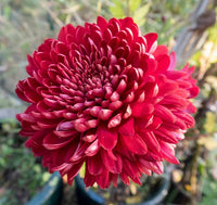 Chrysantheme Rot Blumensamen zur Aussaat – mehrjährige Blüten