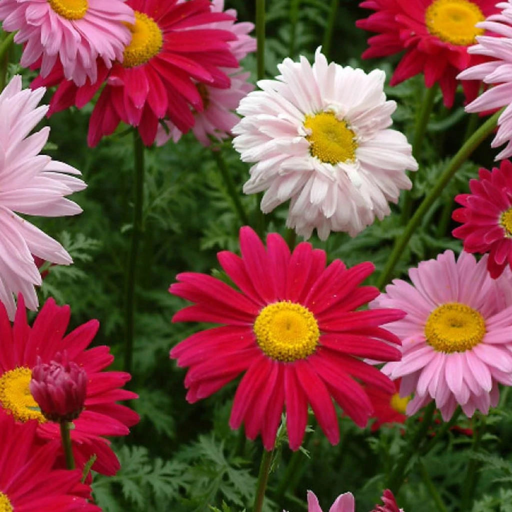 Chrysantheme Robinson Blumensamen zur Aussaat Anzucht Traditionssorte & ohne Gentechnik Samen Hausgarten