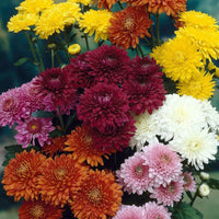 Chrysanthemum seedlings emerging from soil