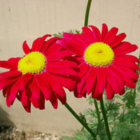 Chrysantheme Robinson Blumensamen zur Aussaat Anzucht Traditionssorte & ohne Gentechnik Samen Hausgarten