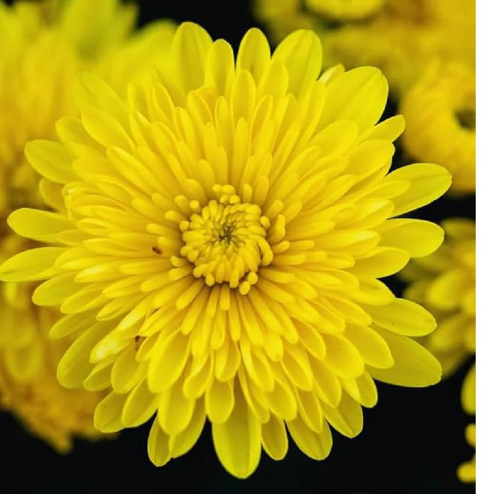 Gelb Chrysantheme Blumensamen zur Aussaat sonnenliebend Traditionssorte & ohne Gentechnik Samen Hausgarten