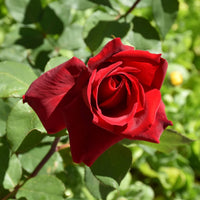 Kastanienrot Rose Samen zur Aussaat – Anzucht elegant ausdrucksstark Roses Garten