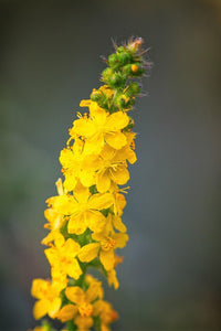 Church Steeples Agrimony Pflanze blooming with yellow Blume spikes