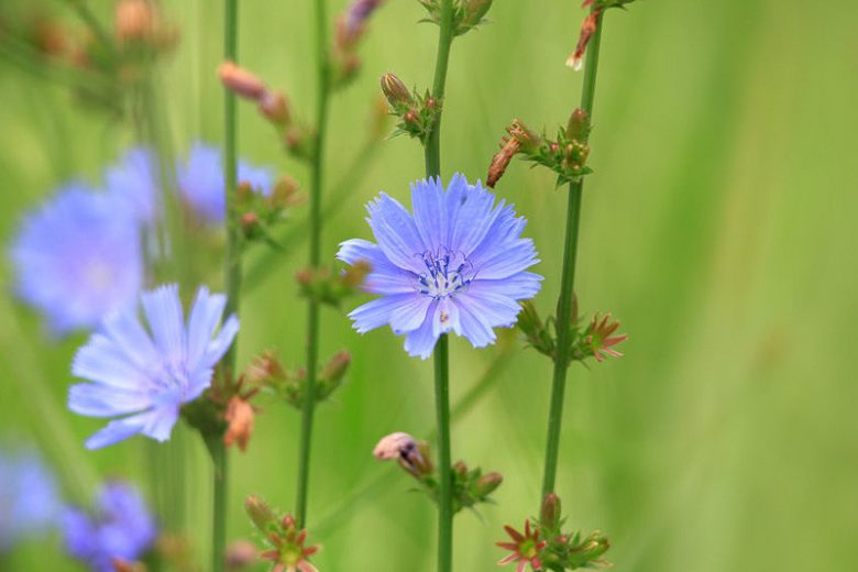 Cichorium Intybus Blumensamen zur Aussaat kompakt Wuchs Traditionssorte & ohne Gentechnik Samen Hausgarten