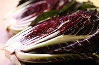 Castelfranco radicchio wachsend in garten