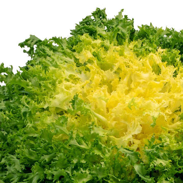 Green Gelb Endive Samen zum Pflanzen  Gemüse Garden Starter