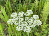 White Blume Cluster of Cicuta Maculata Water Hemlock
