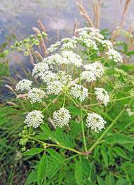 Cicuta Maculata Pflanze in Native Wetland Habitat