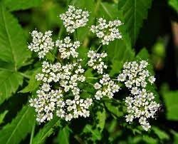Cicuta Maculata Samen for Botanical Study Reference