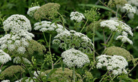 Cicuta Maculata Blumensamen zur Aussaat – hochwertige Qualitäts- – Traditionssorte & ohne Gentechnik Samen Hausgarten
