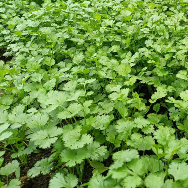 kaufen green cilantro coriander pflanze pflanzung samen Stück, 100 Stück