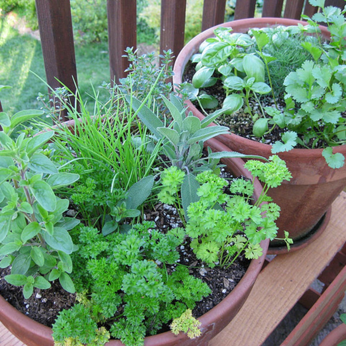 Close-up of frisch Cilantro/Coriander leaves