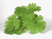Cilantro Coriander Samen Coriandrum sativum