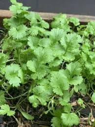 Cilantro Samen for Aussaat in frisch Kraut gardens