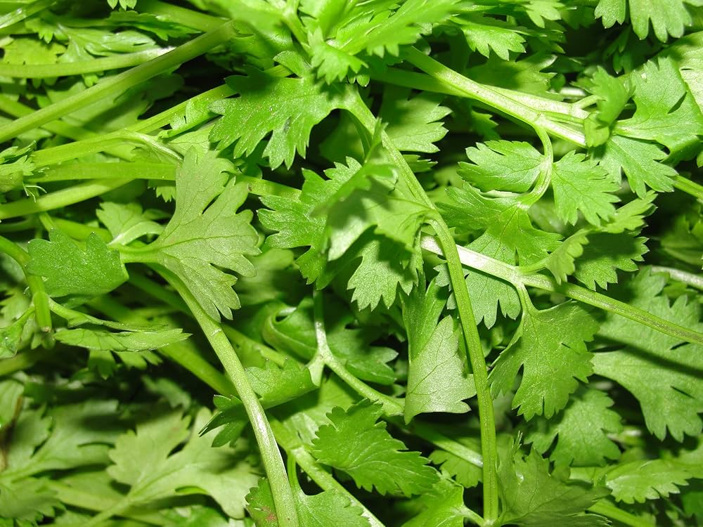 Fiesta Green Cilantro leaves Anbau in Kraut Garten