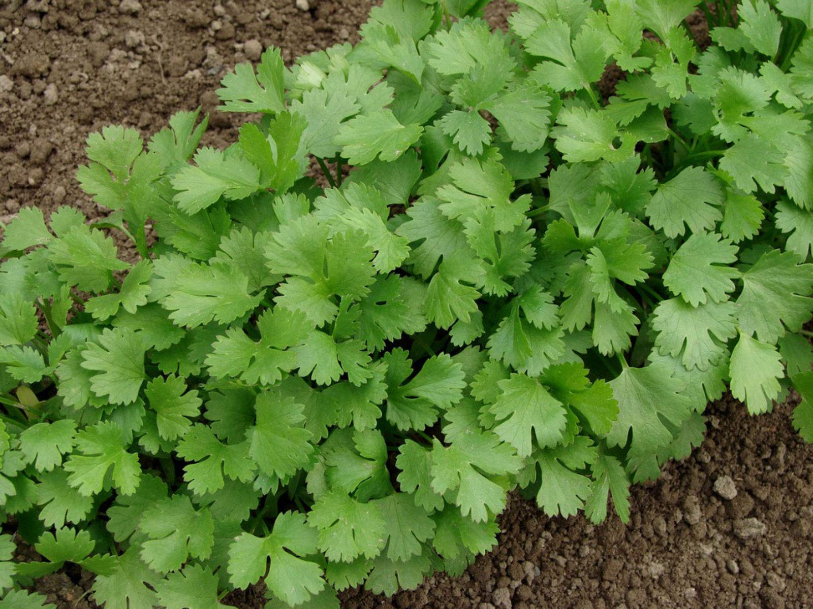Cilantro Pflanzen Anbau in container on patio