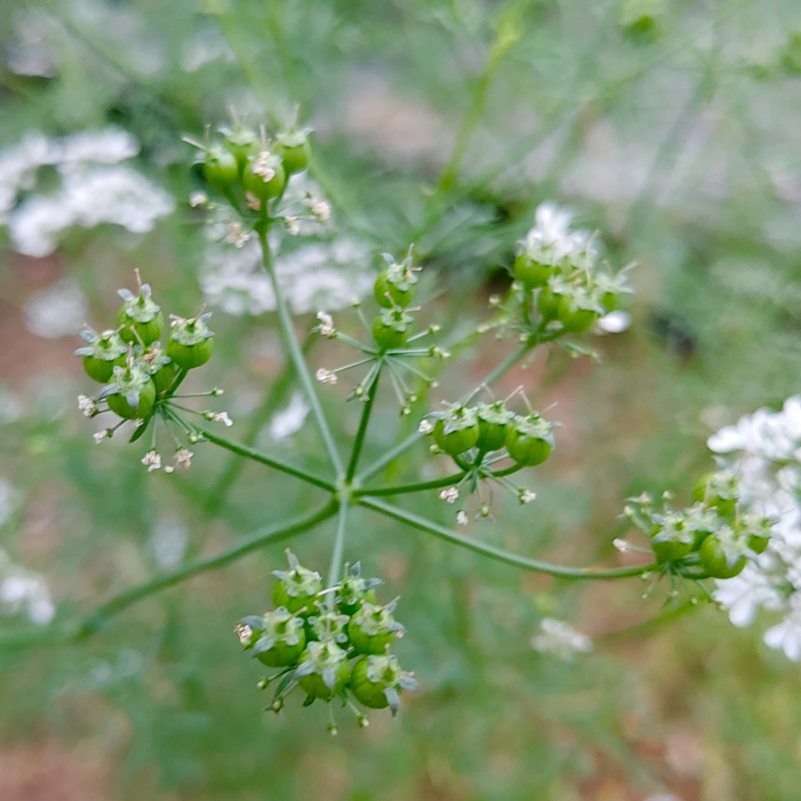 Large Leaf Cilantro ornamental Kraut grown from Samen