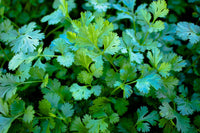 Container-grown cilantro Pflanze for kitchen Garten