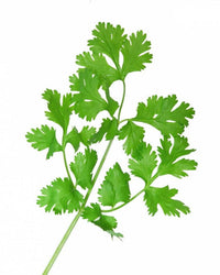 Packet of Fiesta Green Cilantro Kraut Samen