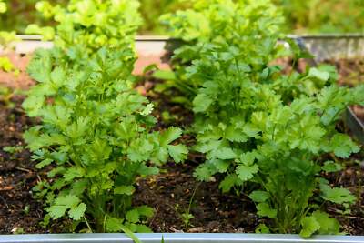 Harvested essbar Samen from Leisure Cilantro Coriandrum sativum