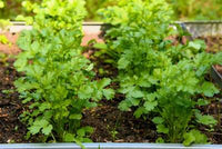 Harvested essbar Samen from Leisure Cilantro Coriandrum sativum