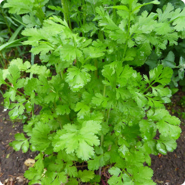 Cilantro Santo Samen Coriandrum sativum Pflanze for Zuhause Garten