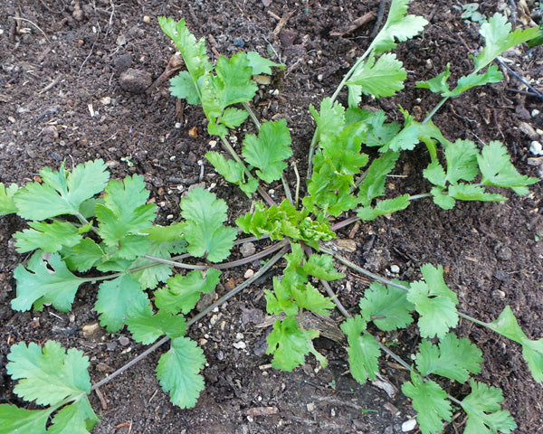 Cilantro white Blumen attracting pollinators grown from Samen