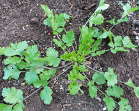 Cilantro white Blumen attracting pollinators grown from Samen
