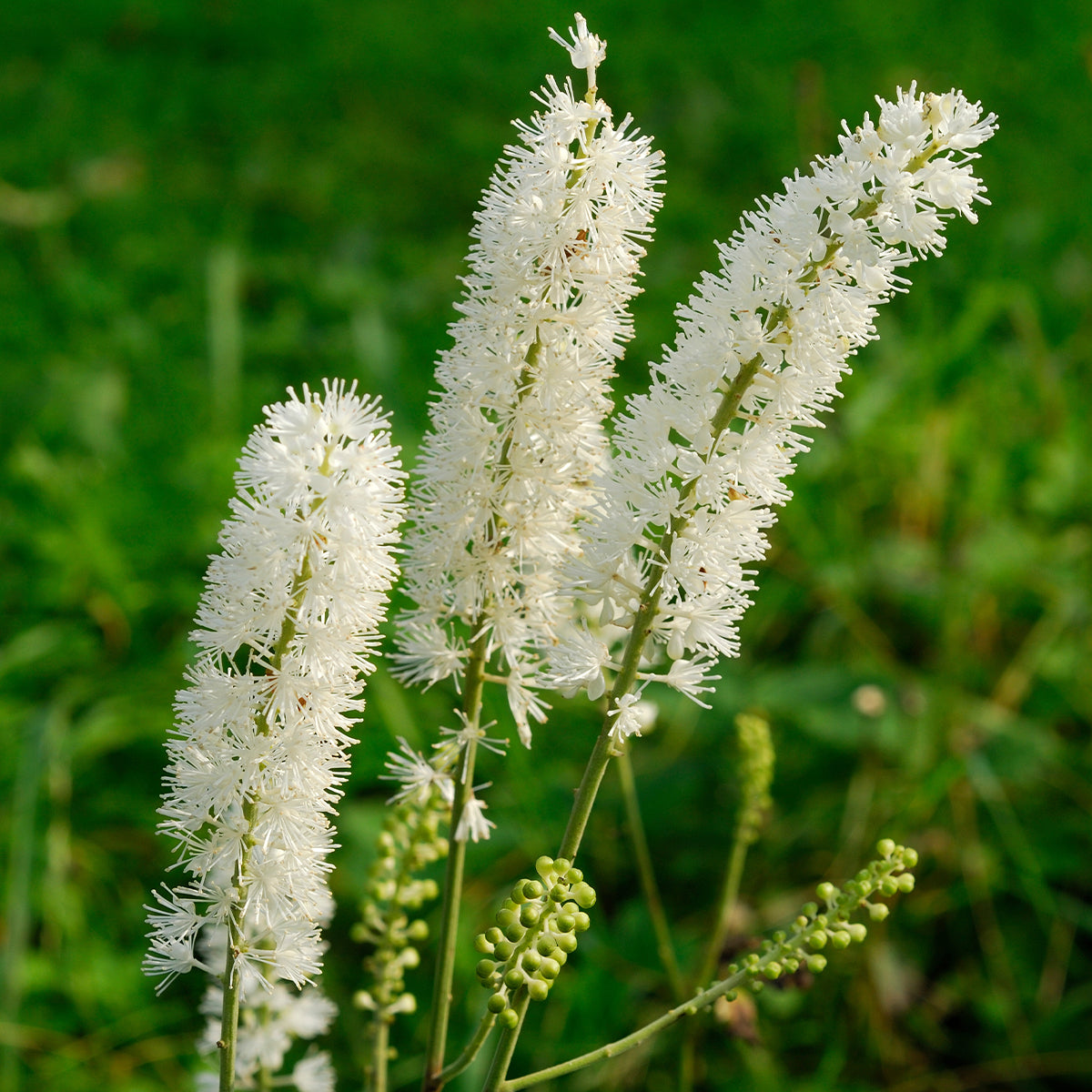 Close-up of cimicifuga racemosa weiß blumen