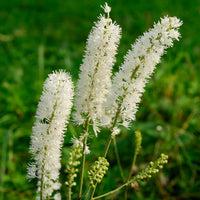 Close-up of cimicifuga racemosa weiß blumen
