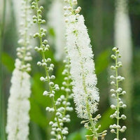 Cimicifuga blume samen for anpflanzung