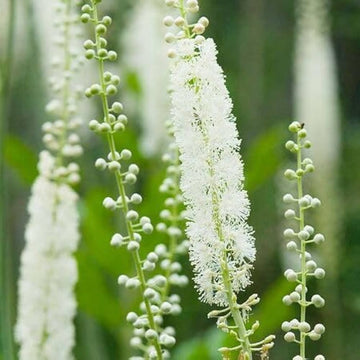 Cimicifuga blume samen for anpflanzung