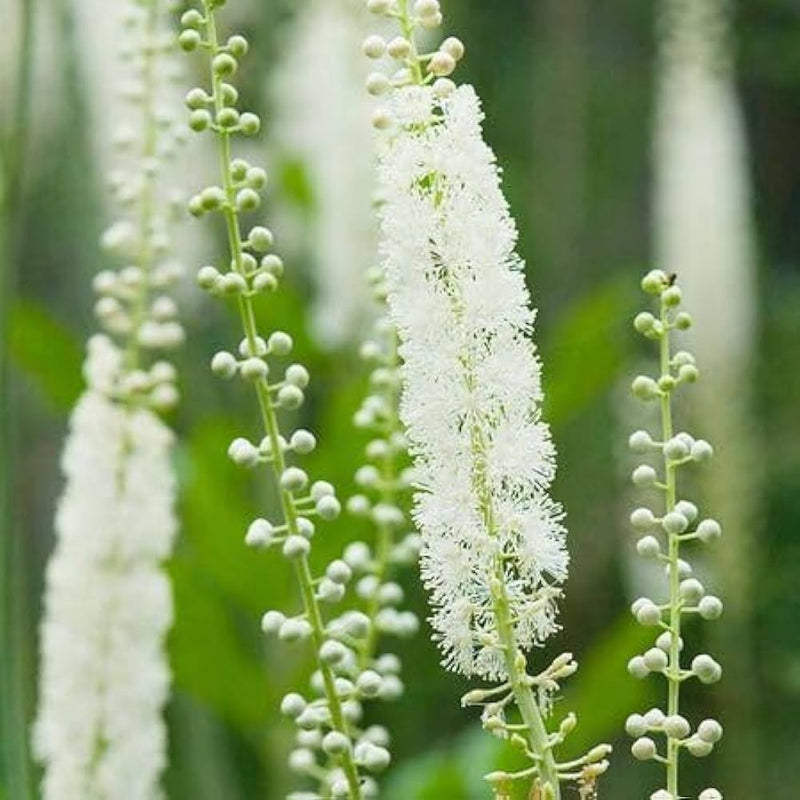 Cimicifuga blume samen for anpflanzung