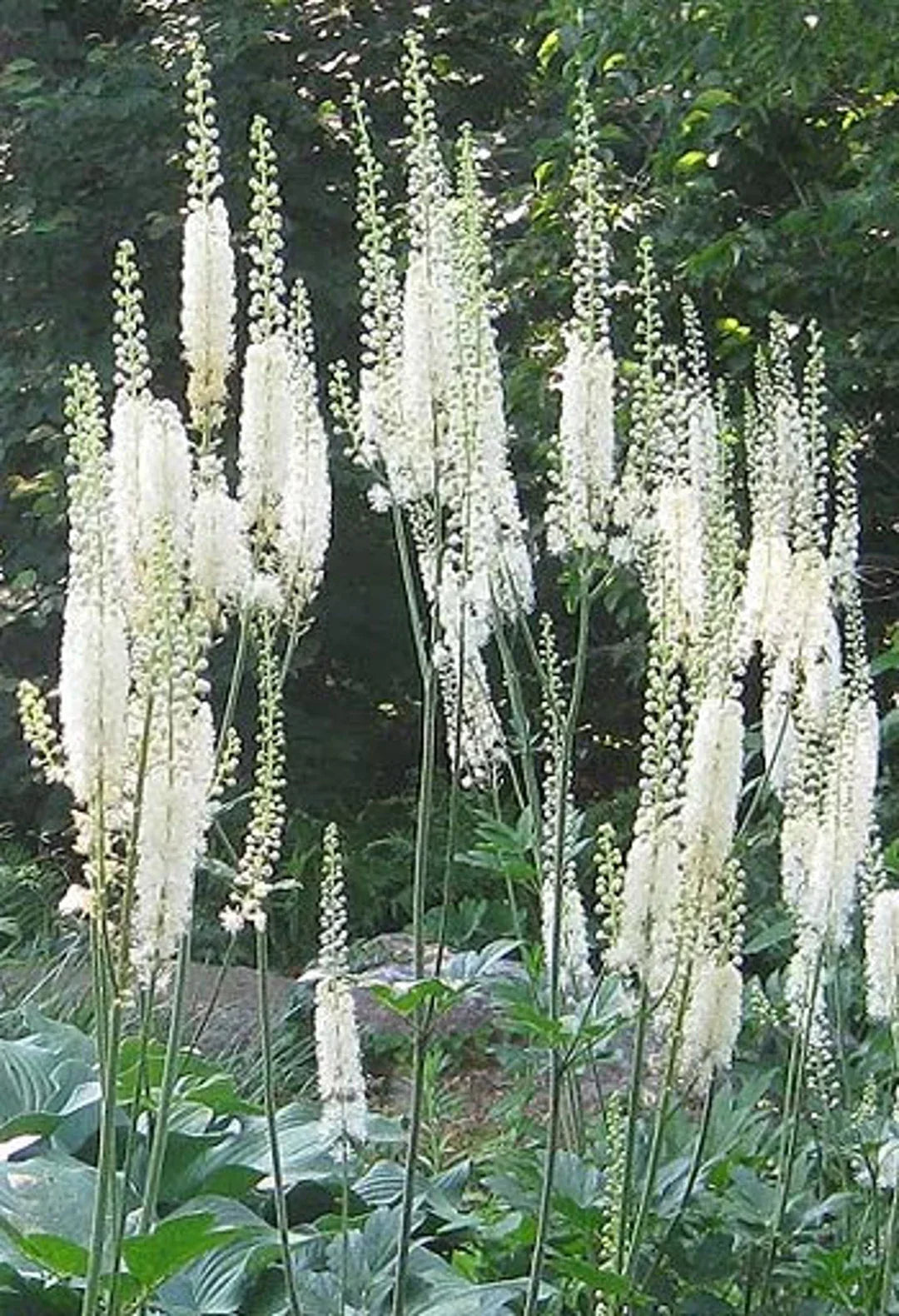 Cimicifuga pflanze with lush grün foliage
