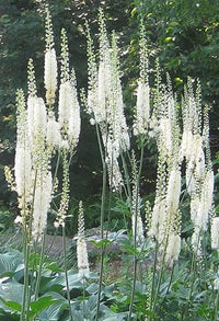 Cimicifuga pflanze with lush grün foliage