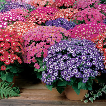 Cineraria blume samen