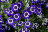 Blau Cineraria Samen – ideal zur Aussaat