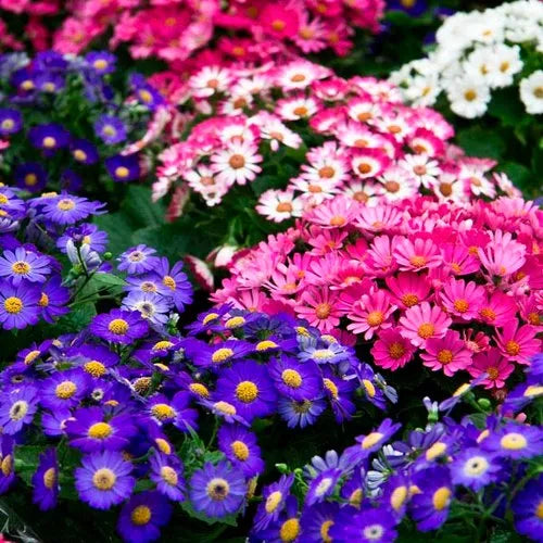 Mischung Cineraria Blumensamen zur Aussaat – Drought verträglich – Traditionssorte & ohne Gentechnik Samen Hausgarten