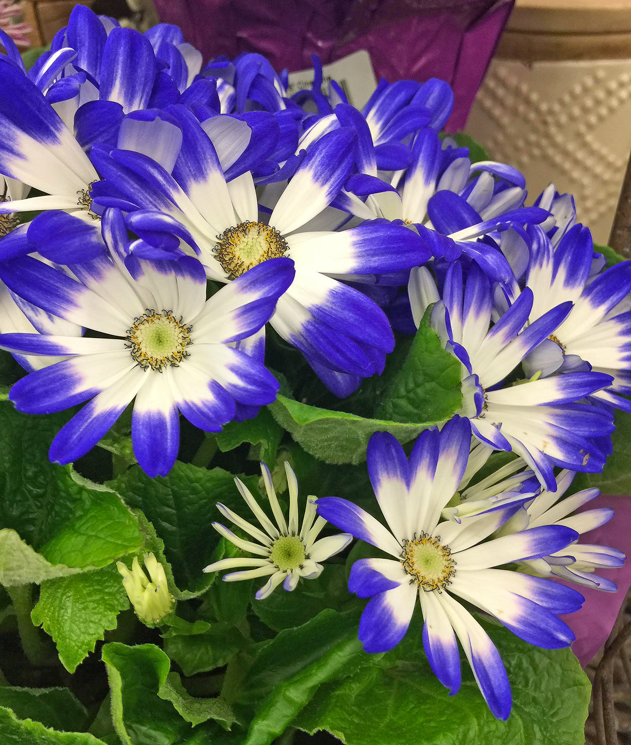 Blau Cineraria Blumensamen zur Aussaat Bestäuber freundlich Traditionssorte & ohne Gentechnik Samen Hausgarten