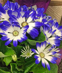 Blau Cineraria Blumensamen zur Aussaat Bestäuber freundlich Traditionssorte & ohne Gentechnik Samen Hausgarten