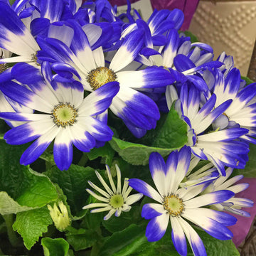 Blau weiß cineraria blume samen for anpflanzung - sun loving, heirloom & gmo free samen for home garten
 
 sale for anpflanzung in home garten