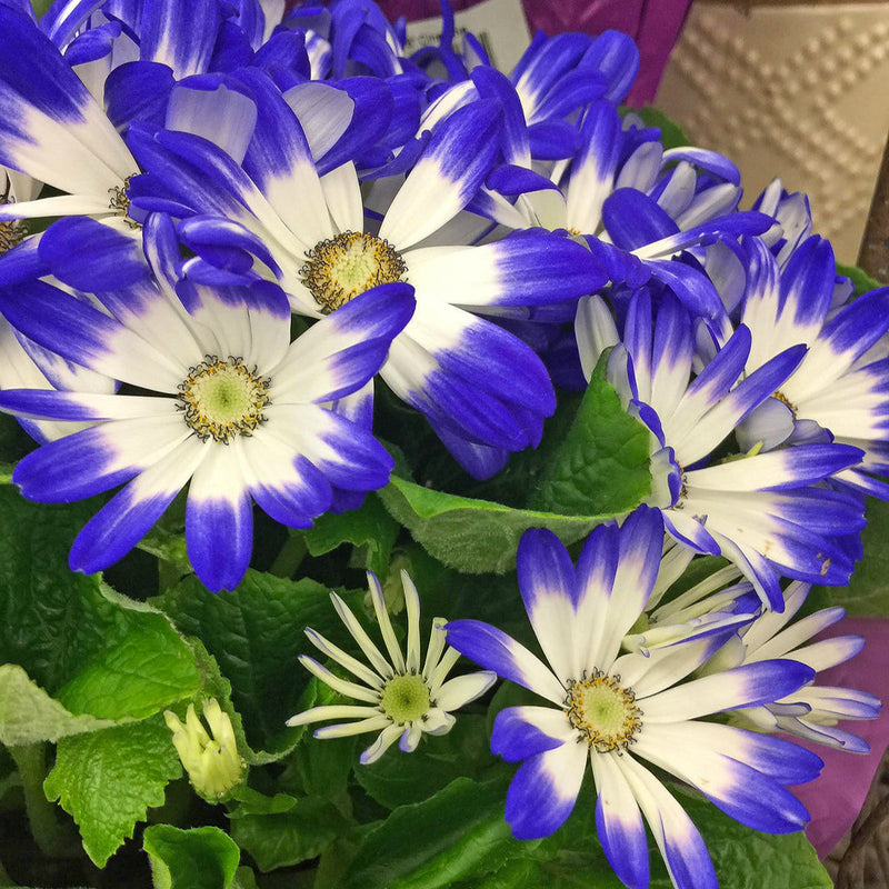 Blau weiß cineraria blume samen for anpflanzung - sun loving, heirloom & gmo free samen for home garten
 
 sale for anpflanzung in home garten