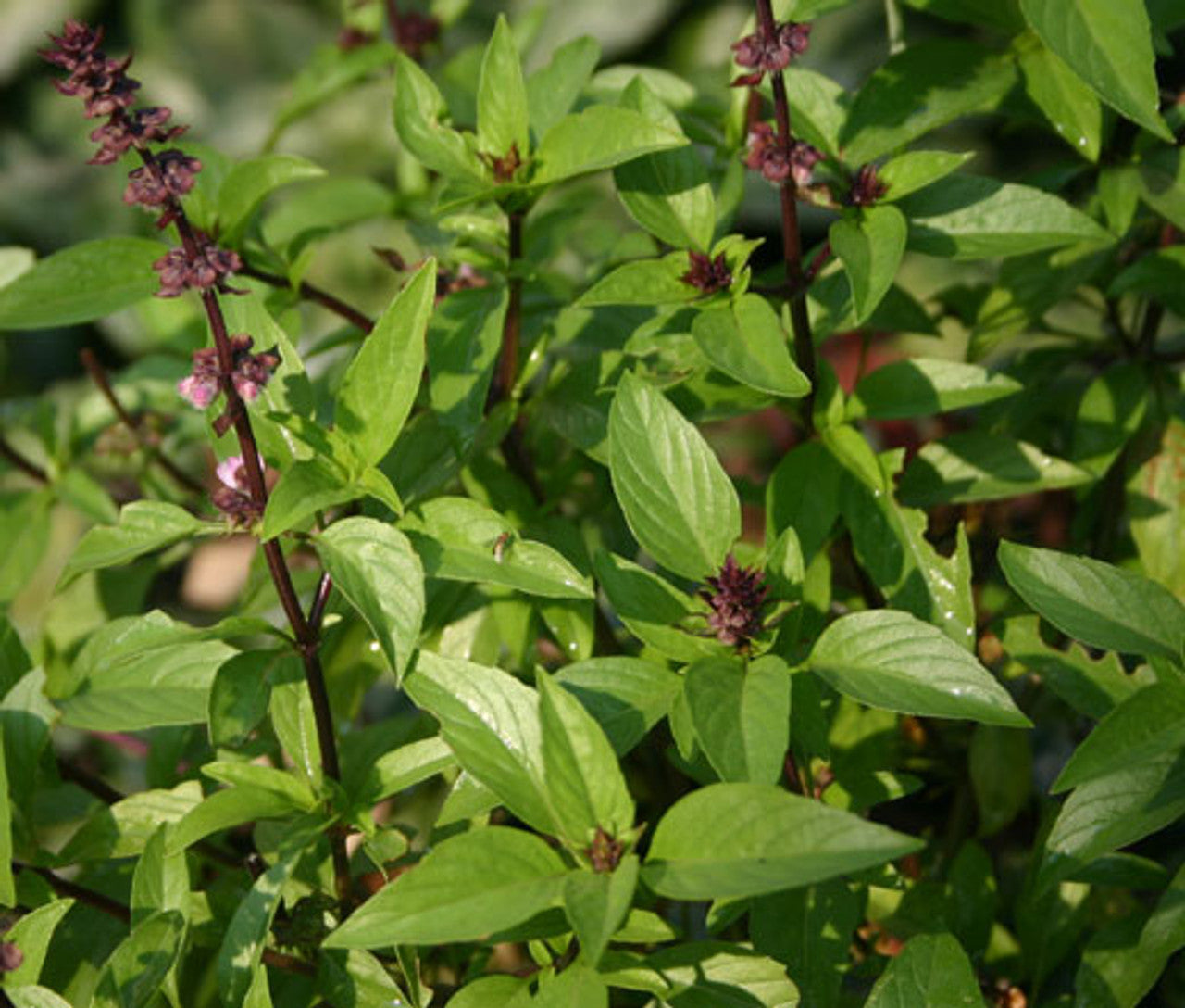 Cinnamon Basil ornamental foliage grown from Samen in Garten border