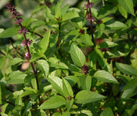 Cinnamon Basil ornamental foliage grown from Samen in Garten border