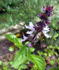 Cinnamon Basil Pflanze grown in container
