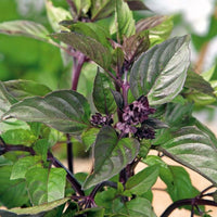 Cinnamon Basil Kraut with aromatic leaves and delicate Blumen