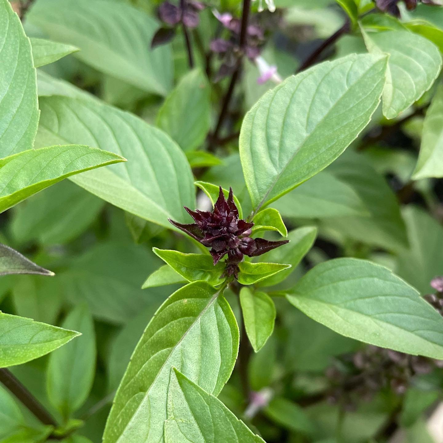 Seedlings of Cinnamon Basil compact Kraut grown from Samen