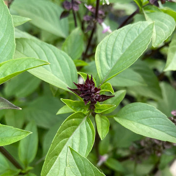 Seedlings of Cinnamon Basil compact Kraut grown from Samen